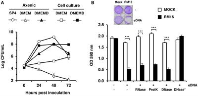 Extracellular DNA: A Nutritional Trigger of Mycoplasma bovis Cytotoxicity